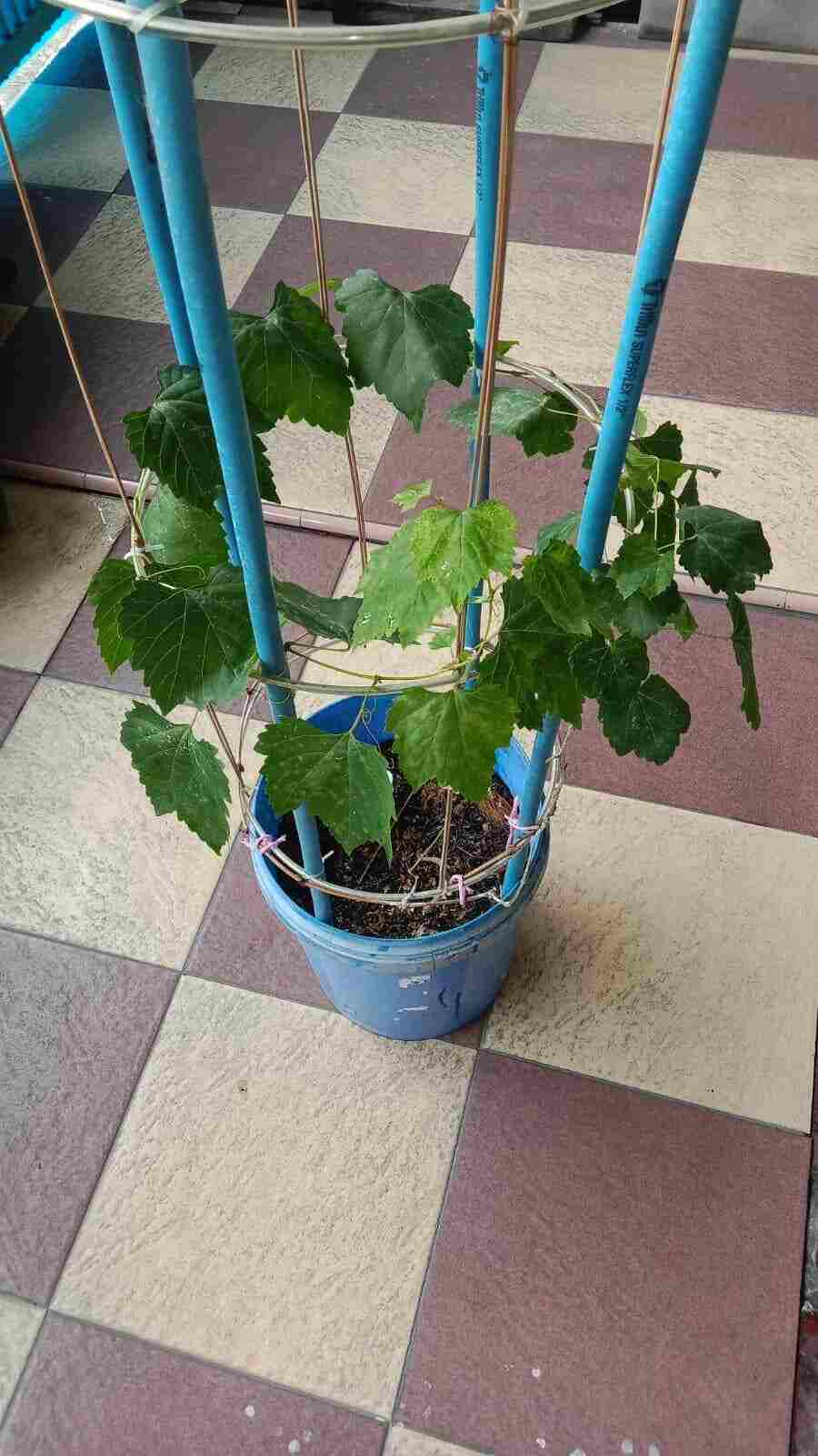 Bibit Anggur Tabulampot Siap Buah grafting siap tanam